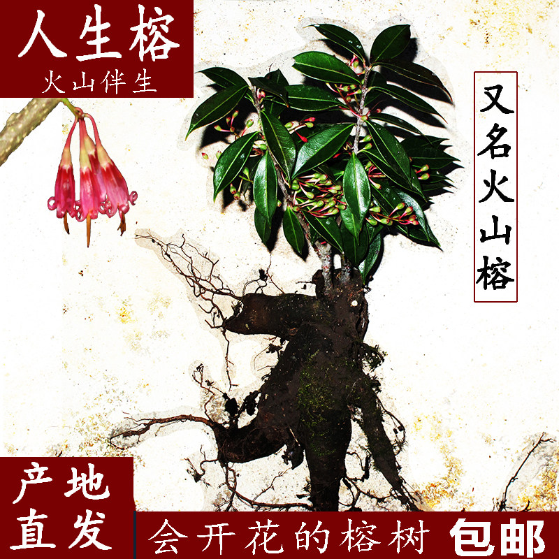 人生榕小叶榕火山榕树四季常青造型树桩盆景盆栽绿植物苗多肉根块