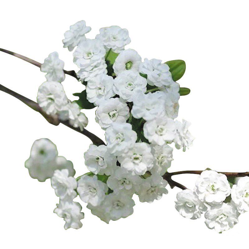 重瓣雪柳盆栽喷雪花苗水培笑颜花多季开花植物室内庭院地栽驱蚊虫