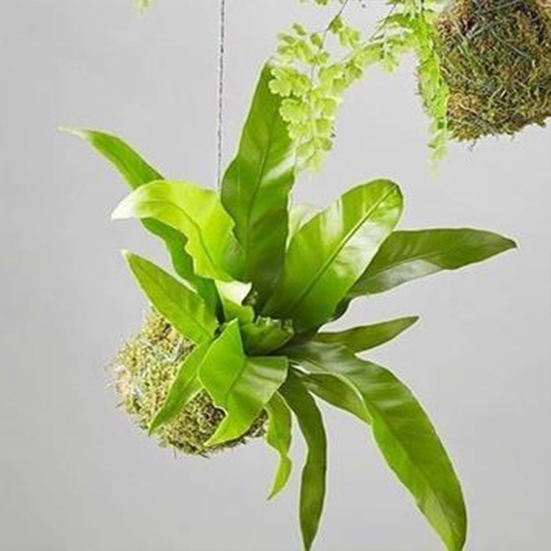 鸟巢蕨鹿角蕨悬挂植物耐阴卫生间办公桌室内盆栽净化空气垂吊植物