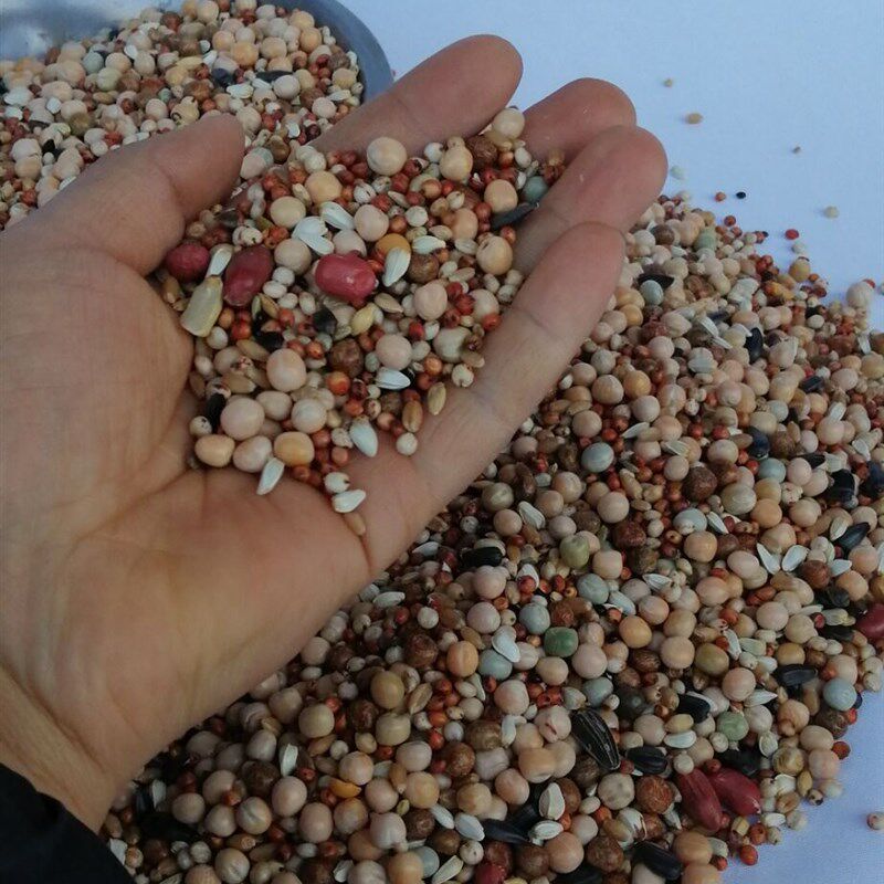 赛动力无玉米幼鸽粮营养饲料信鸽观赏鸽肉鸽粮通用粮5。15斤装包