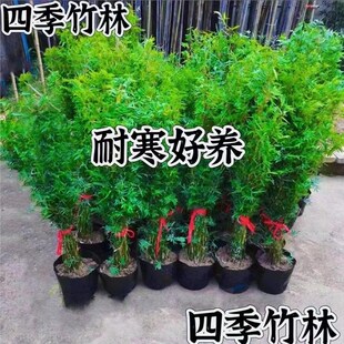 米竹盆栽丛生凤尾竹庭院植物阳台水培绿植观音竹好养盆景青竹子苗