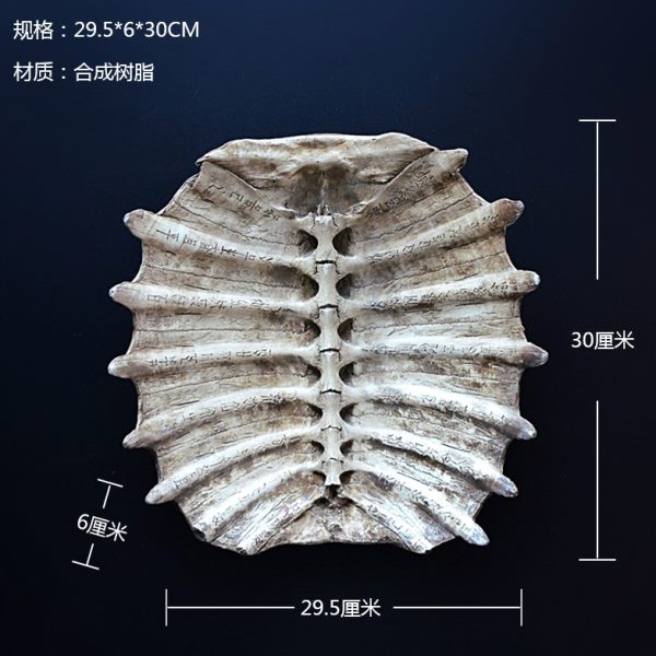 甲骨文龟壳化石装饰壁挂 摆件壁饰教学道具标本 儿童道具科教道具