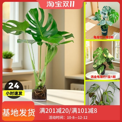龟背竹客厅大盆栽净化空气绿植