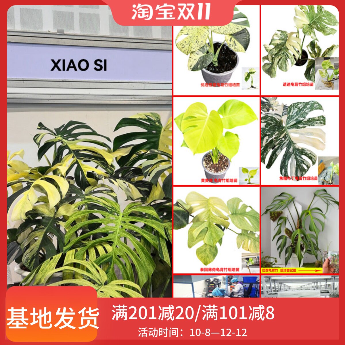 洒金短簧白怪兽薄荷绿雪组培苗