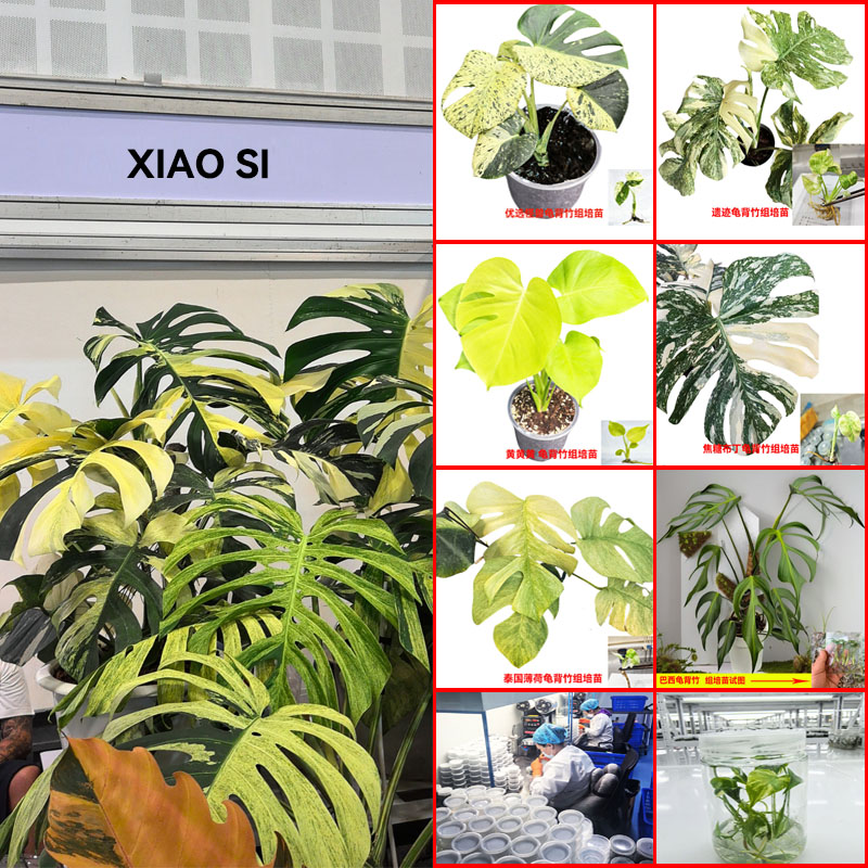 泰国网红ins洒金龟背竹苗优质