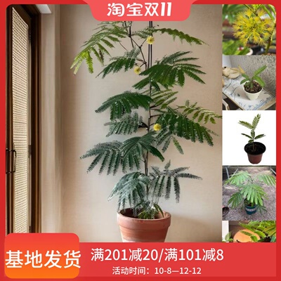 日本进口密叶猴耳环原盆籽播苗