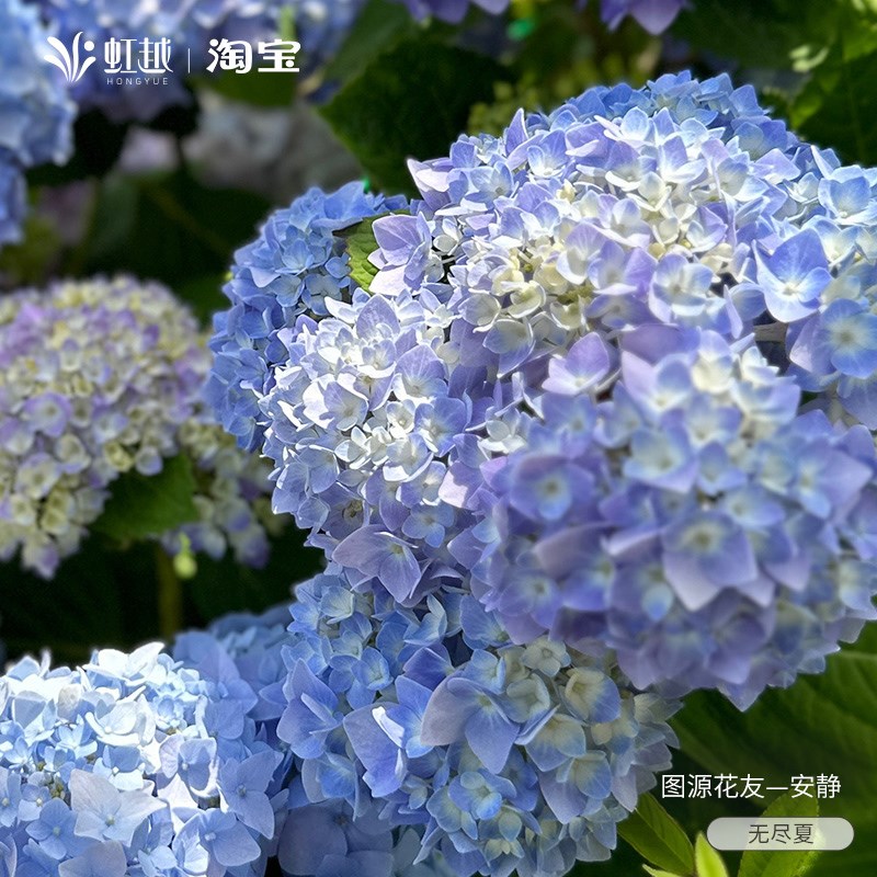 绣球无尽夏新娘太阳神殿绣球花大花苗花园盆栽万华镜带花苞花苗
