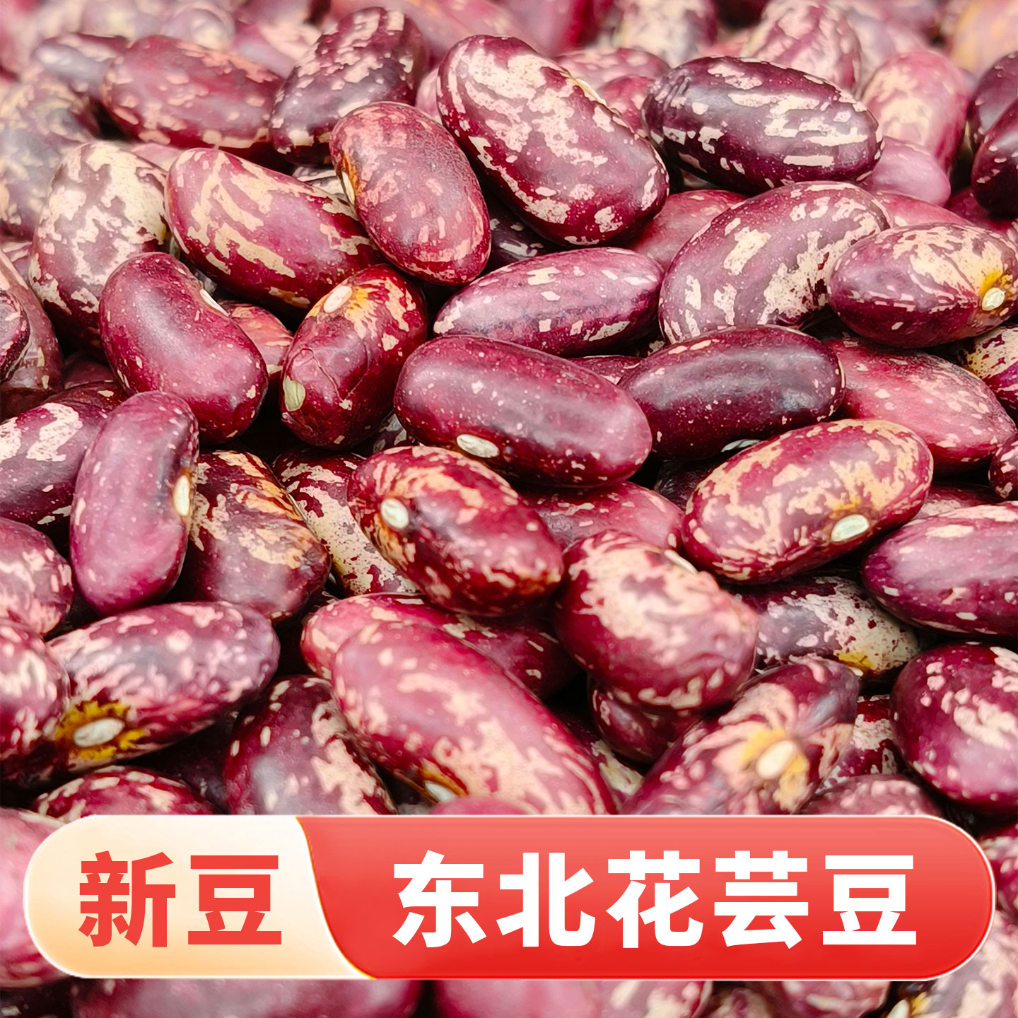 东北紫花芸豆24年新货农家熬煮大碴粥饭豆五谷杂粮特产新鲜红腰豆