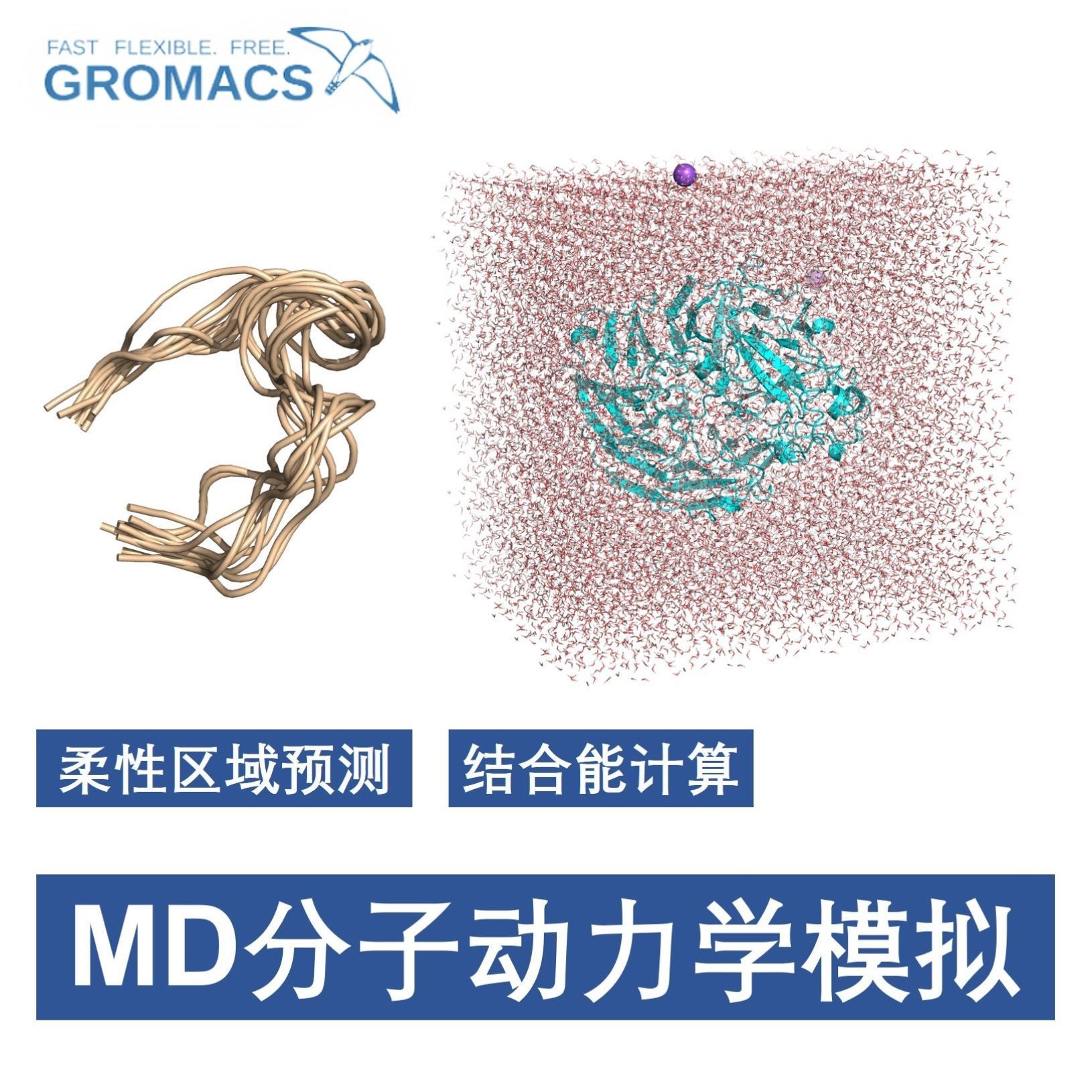 分子对接 药物虚拟筛选Pymol作图autodock vina DS金属酶柔性对接