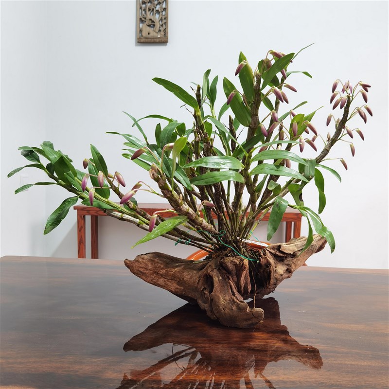 兰花石斛苗花卉组合套餐盆栽附生兰微景植物景观造景新手易活