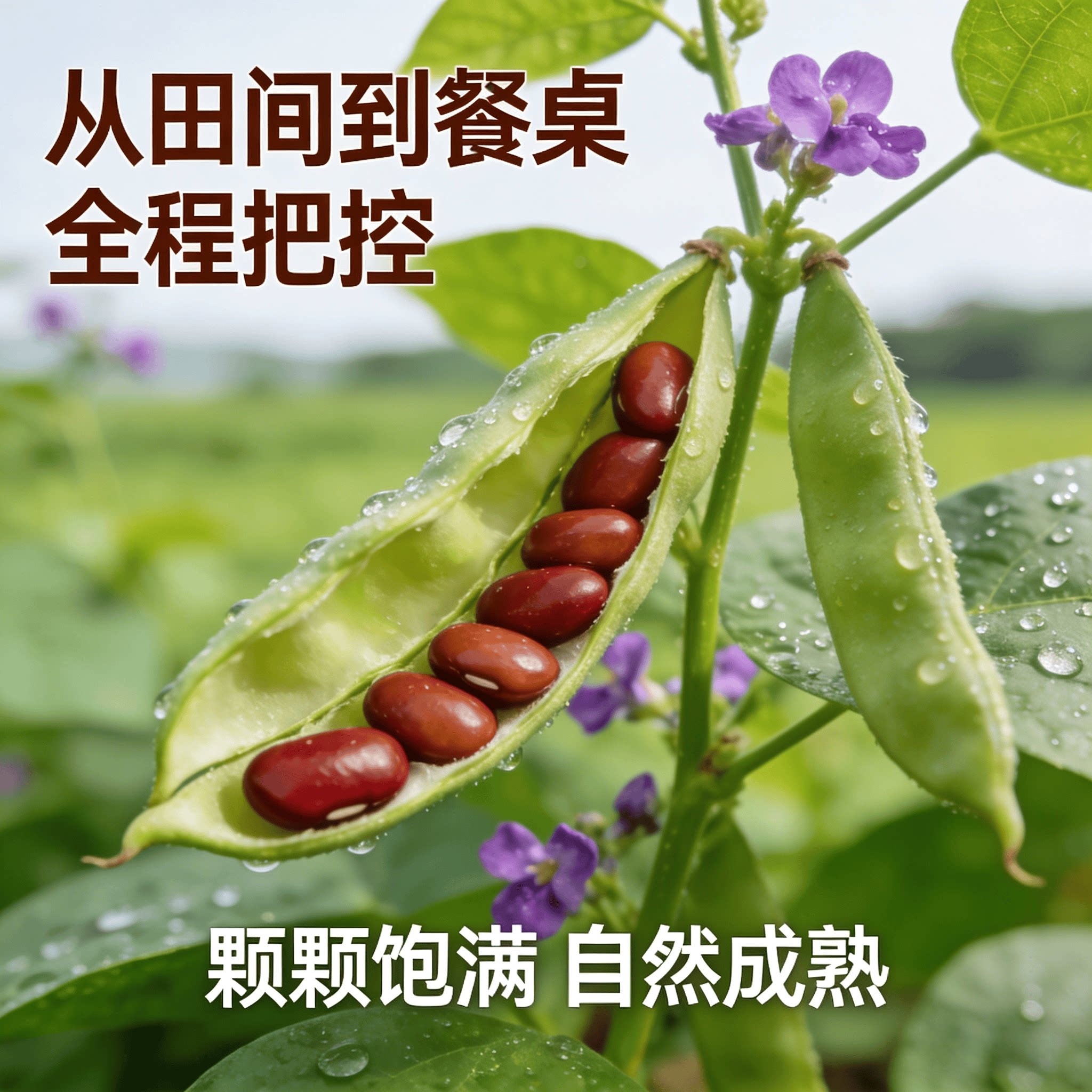 广东正宗岭南农家本地自种新鲜长粒赤小豆煲汤泡水红豆杂粮新干货