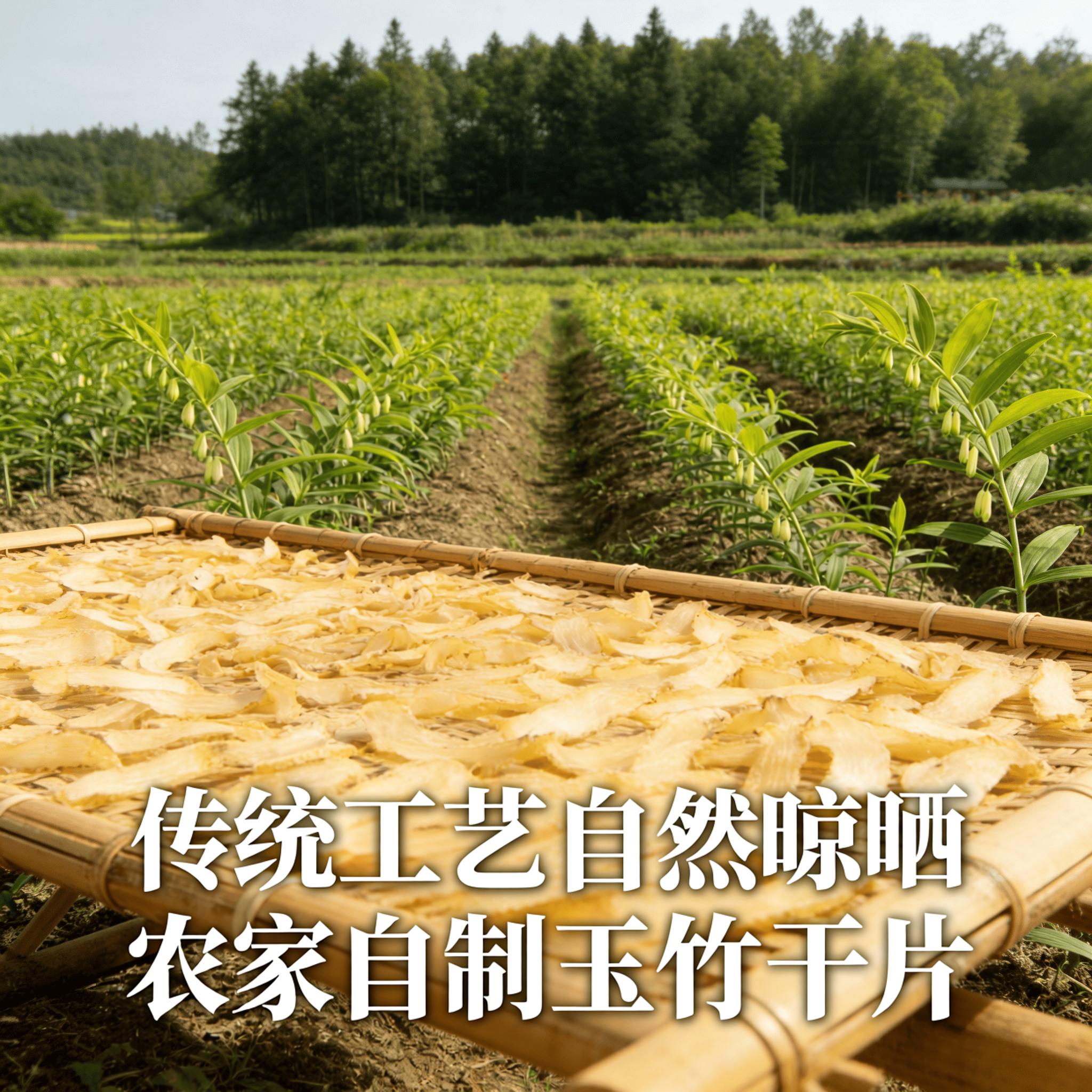 广东清远正宗高山玉竹片干货煲汤泡水新鲜好货干净无硫熏当季新货