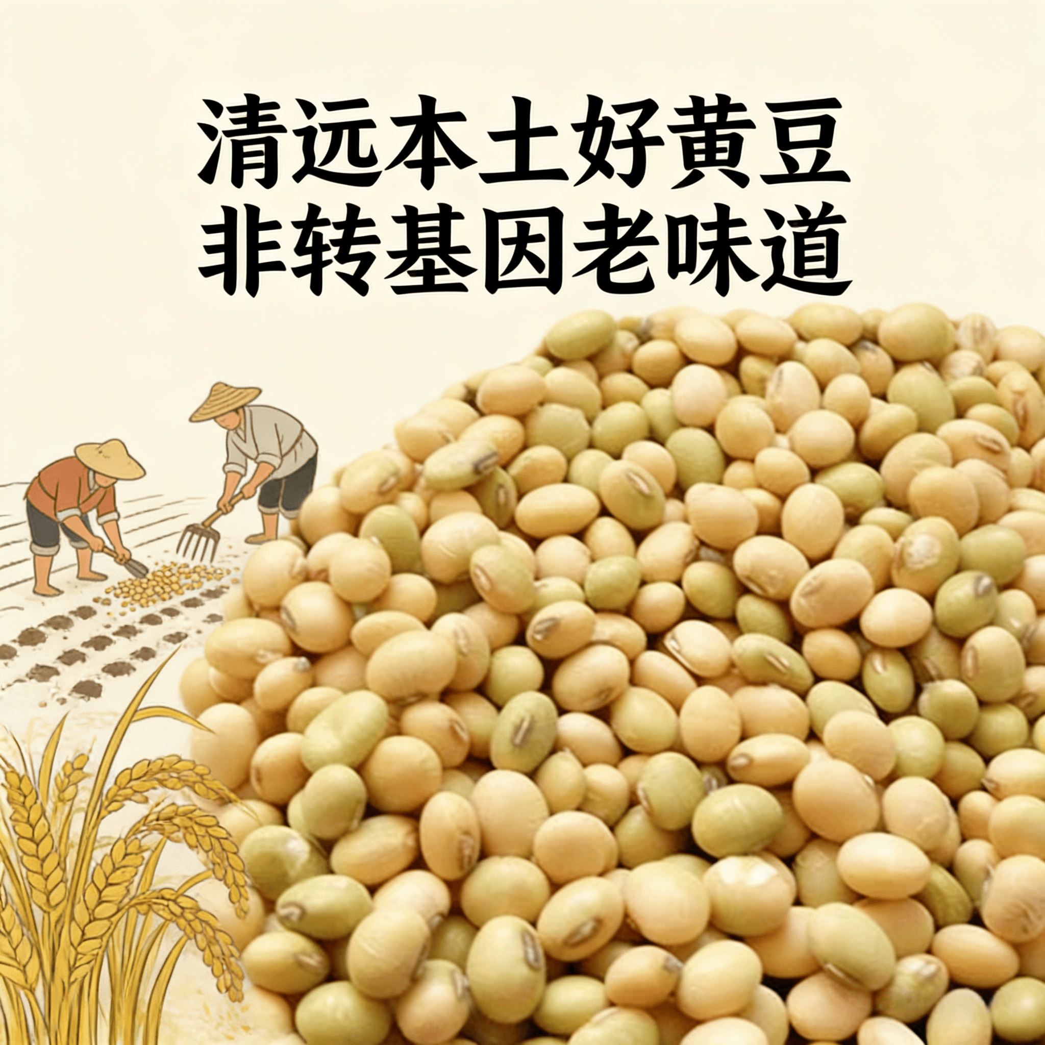 广东清远本土农家自种本地小黄豆非转基因种子大豆打豆浆专用新货
