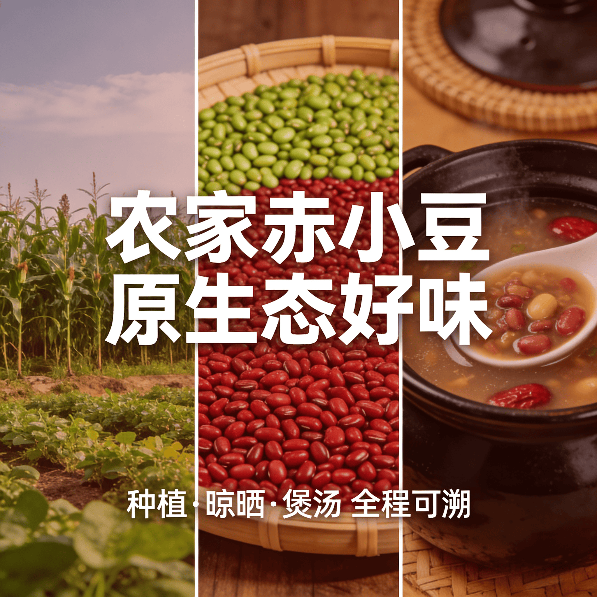 广东清远正宗农家本地自种新鲜非转基因赤小豆煲汤新货红豆杂粮豆