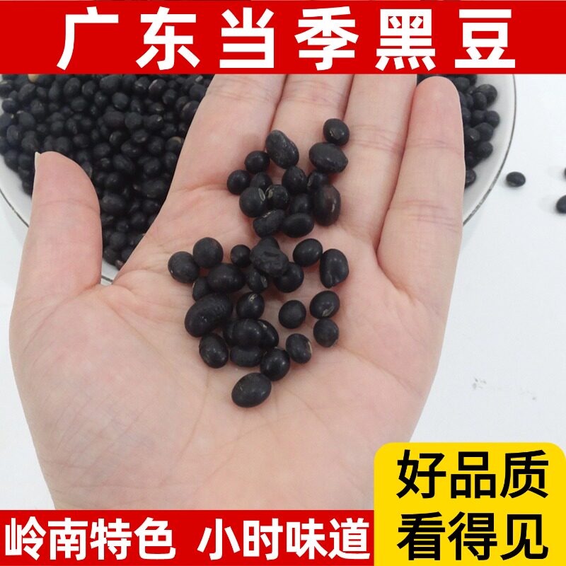 广东清远农家自种黄心绿芯黑豆有机打豆浆专用非转基因营养新生豆
