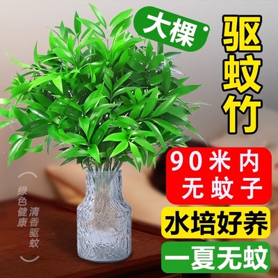 特大棵竹柏更驱蚊水培水养植物客厅办公室内四季常青绿植物驱虫竹