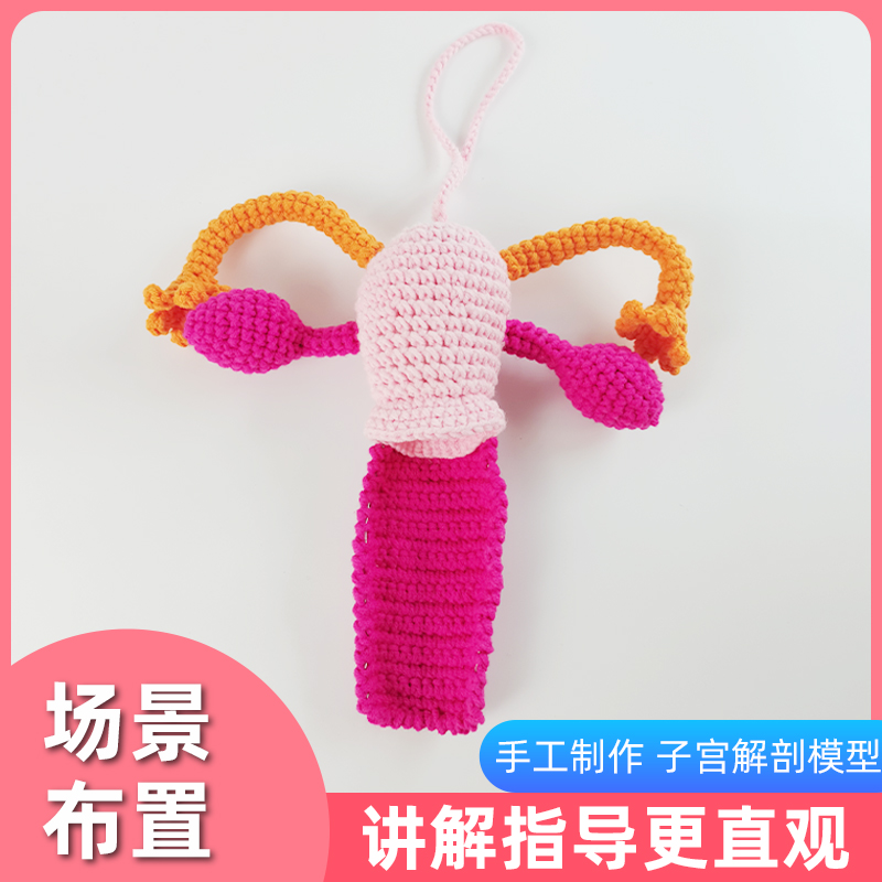 人体子宫解剖教学模型女性产后道C具培训演示小学生生理课教具摆