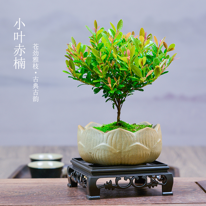 小叶赤楠盆景老桩植物办公室绿植室内盆栽好养活四季常青绿色植物