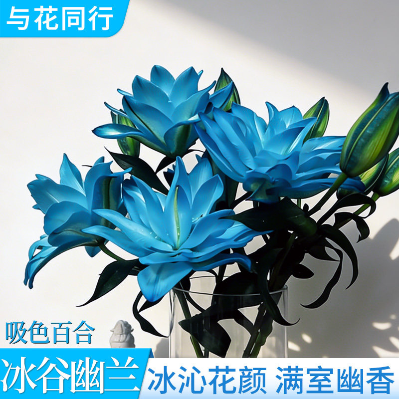 冰谷幽兰吸色重瓣百合云南基地直发室内家居阳台办公室水养鲜切花