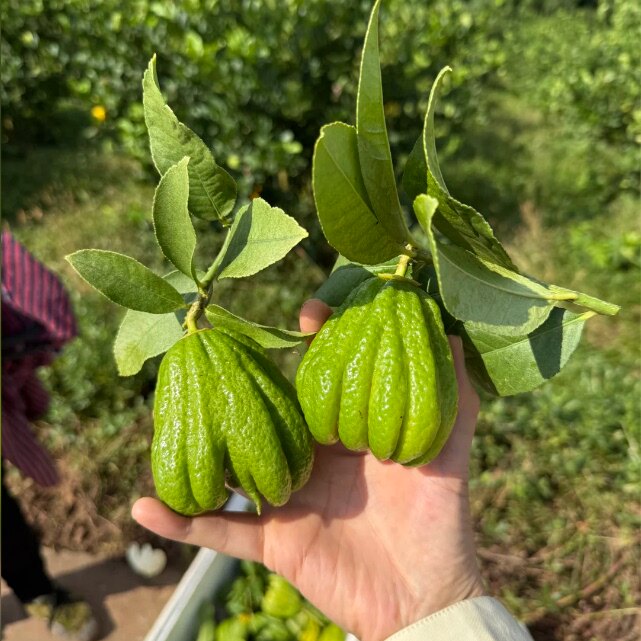 佛手100-200g