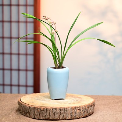 29千霞冠带花苞建兰多瓣紫砂绿植兰花盆高雅透气冰裂桌面室内盆栽