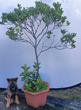 海岛春花石斑木盆栽南北方种植室内外花卉绿植盆景植物四季养活