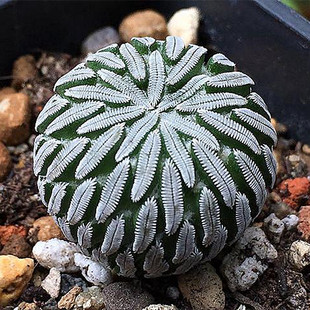 粉花精巧殿仙人球实生自根萝卜根开花仙人掌类多肉植物小盆栽趴刺