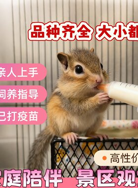 金花松鼠幼儿宠物花栗鼠活体亲人温顺家养儿童网红鼠包活包邮