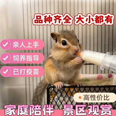 金花松鼠幼儿宠物花栗鼠活体亲人温顺家养儿童网红鼠包活包邮