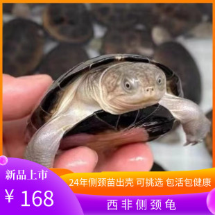 外塘养殖西非侧颈龟苗宠物活体沼泽侧颈深水蛋龟热带网.红造景乌