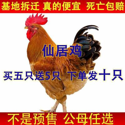 【全部包邮】仙居鸡优质农家自养活的便宜土鸡苗幼鸡脱温散养土鸡