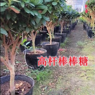 常开中国红年宵花卉好养易活 老桩高杆棒棒糖杜鹃花盆栽耐寒热四季