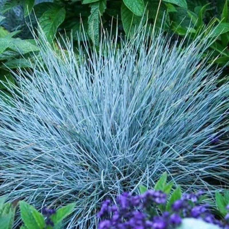 蓝羊茅盆栽地被花镜植物蓝羊毛苔草四季常绿耐热耐寒多年生观赏草