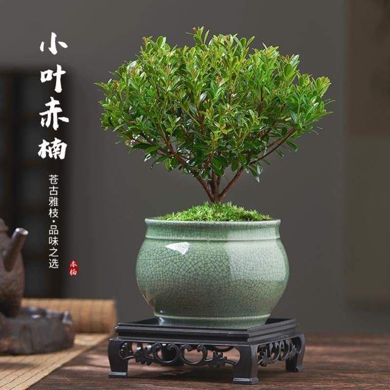 新疆西藏包邮小叶赤楠老桩盆栽盆景迷你植物室内花卉办公室桌面小
