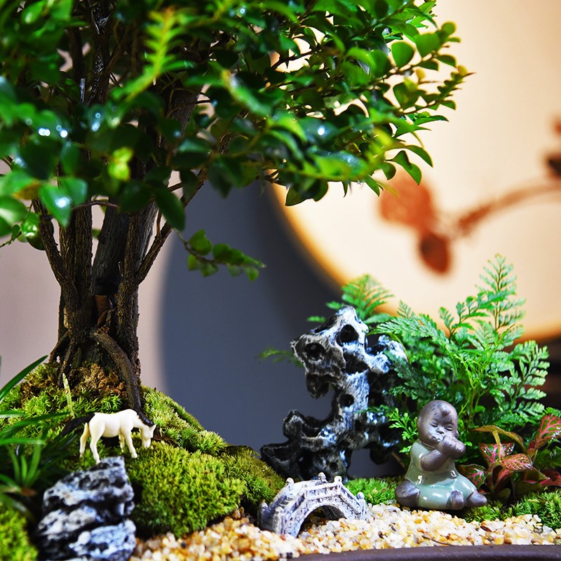 黑骨茶盆栽小叶紫檀盆景植物办公室桌面室内绿植好养古风植物摆件