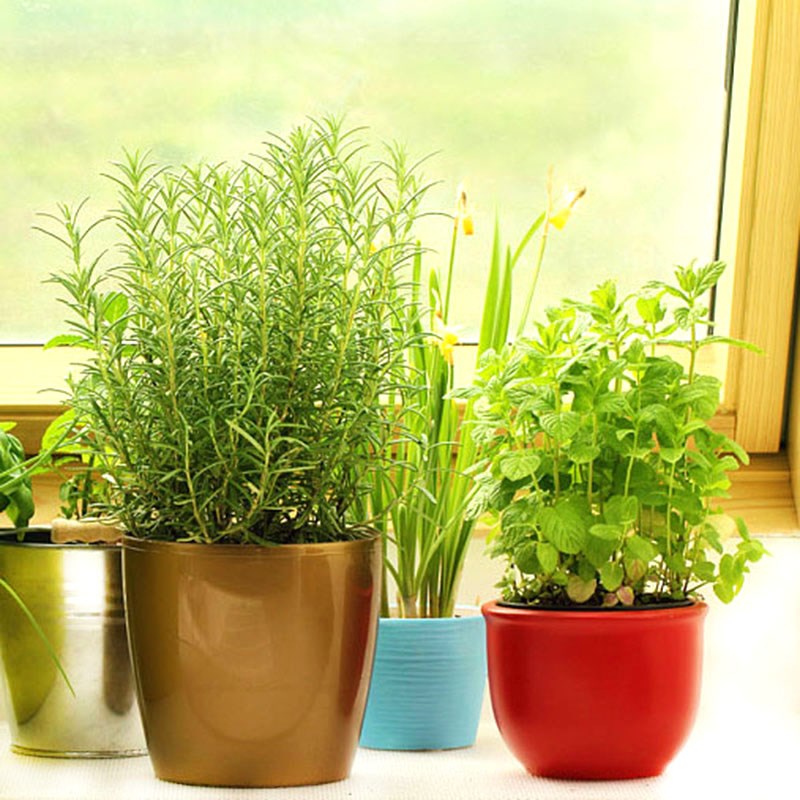 迷迭香盆栽可食用牛排百里香薄荷罗勒阳台室内植物好养香草大苗