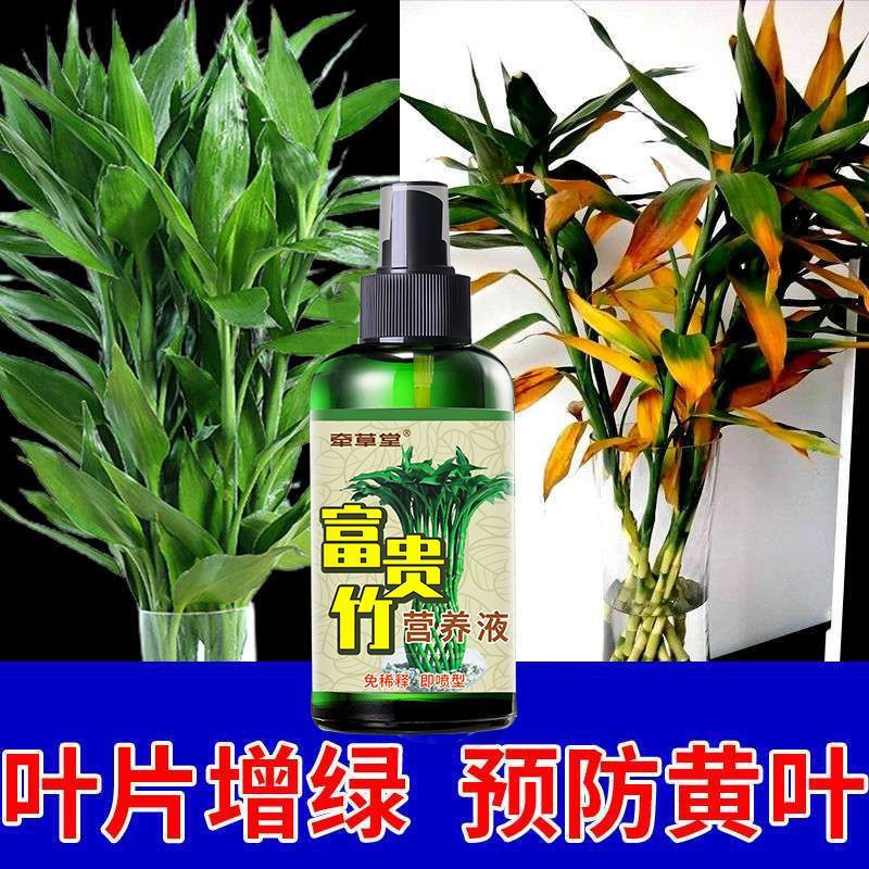 富贵竹叶子发黄怎么办一喷绿营养液防叶黄发财树花卉叶面绿色植物