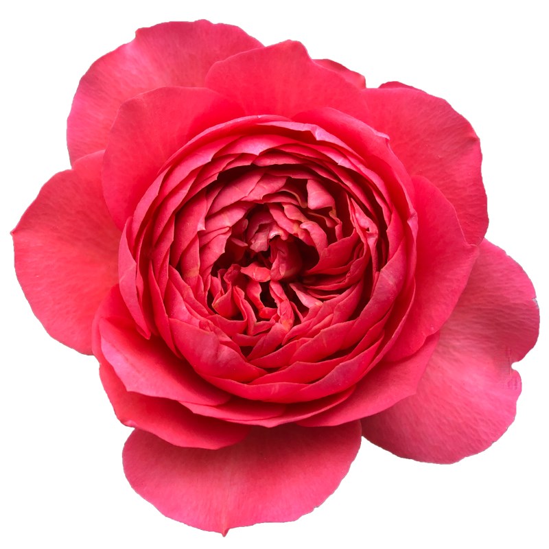 红果汁月季花苗四季浓香灌木大花苗阳台盆栽庭院地栽切花玫瑰欧月