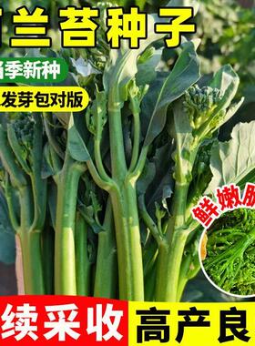 正宗西兰苔种子绿西兰苔四季西洋芥兰西兰花夏天八月种植蔬菜种