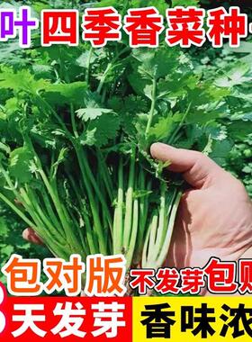 【四季大叶香菜】菜籽阳台盆栽四季耐热芫荽种子农家庭院阳台