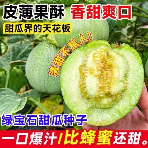 绿宝石甜瓜种子薄皮超甜香瓜种子春季绿皮四季脆瓜早熟高产香瓜籽