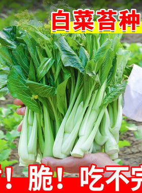 【今年新种】正品白菜苔种子早熟四季菜心籽高产甄选蔬菜种子大全