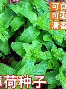 食用薄荷种子柠檬薄荷种子驱蚊花草植物种子四季阳台薄荷盆栽可食
