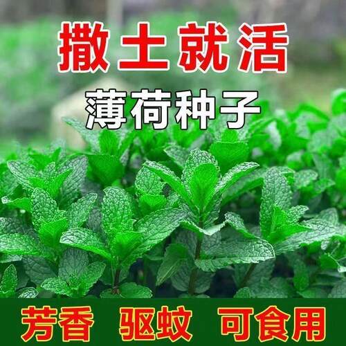 食用薄荷种子柠檬驱蚊花