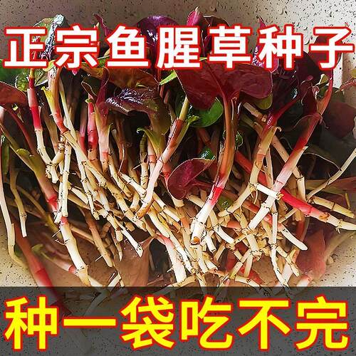 鱼腥草折耳根种子1-12月