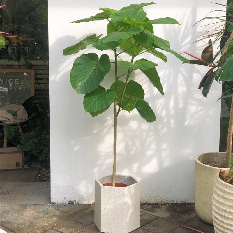 造型爱心榕绿植爱心大叶办公室内客厅书房阳台庭院观叶大型绿植