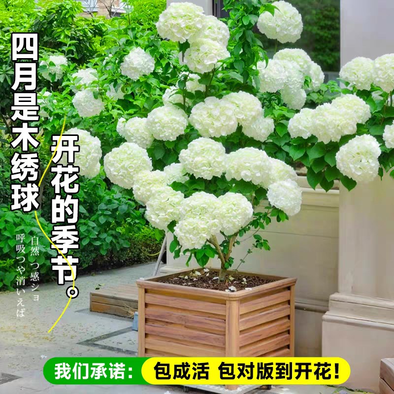 中华木绣球树苗室外地栽盆栽斗球花小苗庭院别墅木本老桩植物盆栽