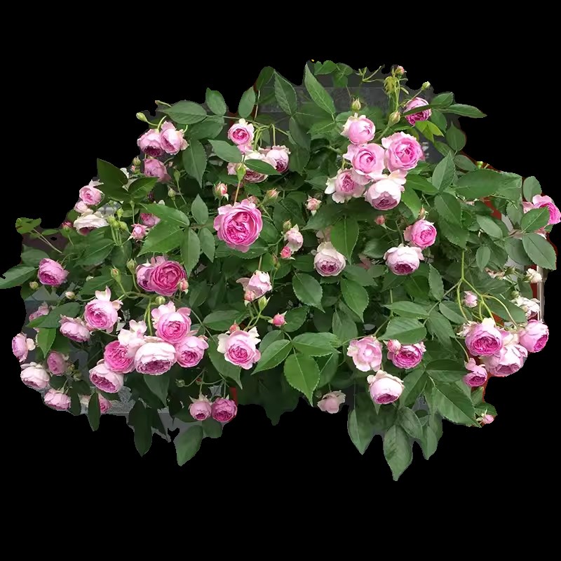 玛姬婶婶月季花苗开花玫红色浓香四季盆栽花卉玫瑰庭院中大花欧月