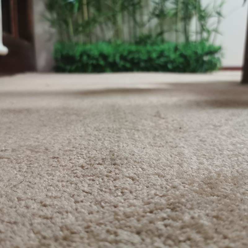 舞台影剧院宴会厅教室酒店客w房卧室满铺红地毯加厚阻燃弯头纱地图片
