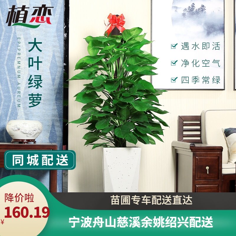 大叶绿萝柱室内大型盆栽盆景净化空气除甲醛 开业乔W迁办公室 宁